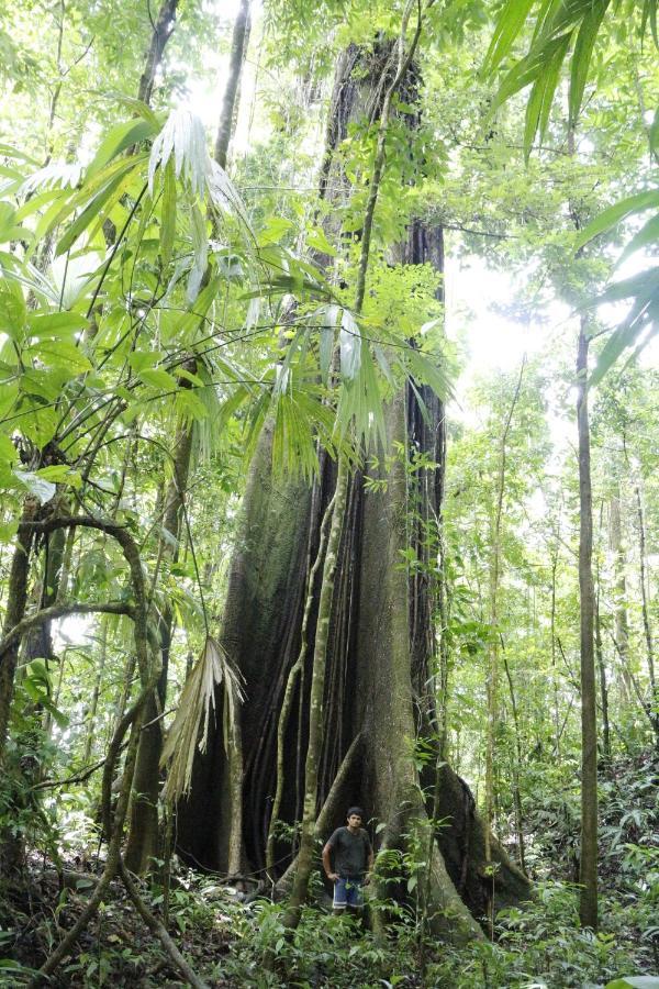 Finca Sueno De Osa Puerto Jiménez Eksteriør bilde