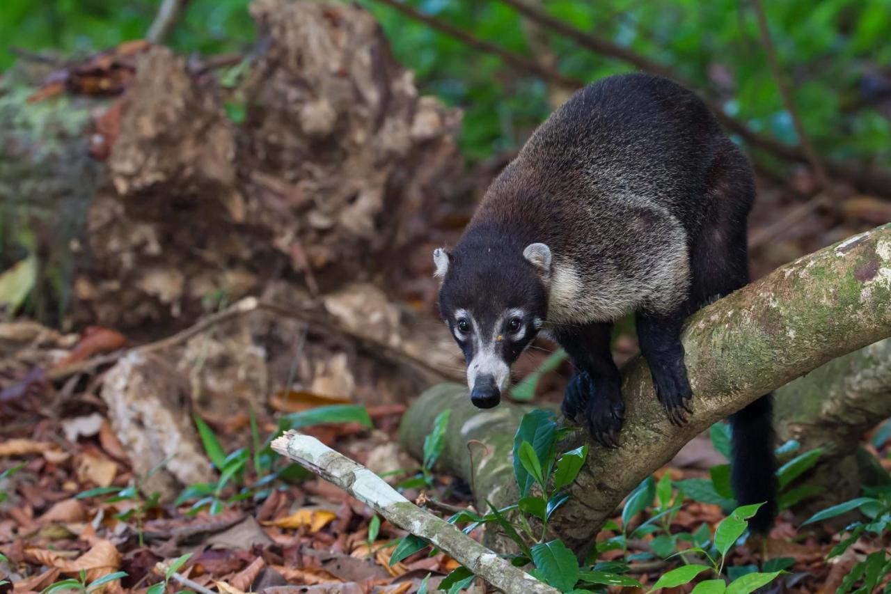 Finca Sueno De Osa Puerto Jiménez Eksteriør bilde