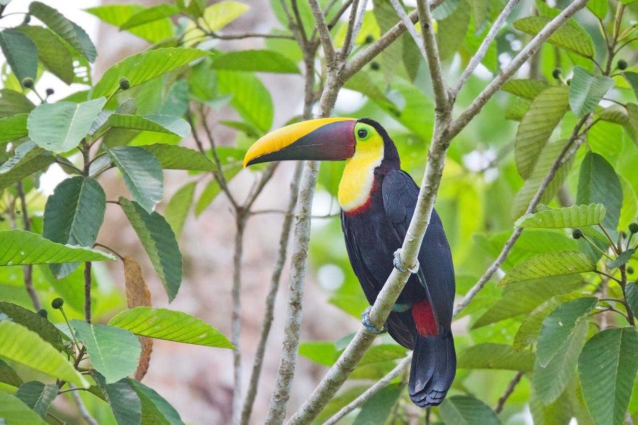 Finca Sueno De Osa Puerto Jiménez Eksteriør bilde