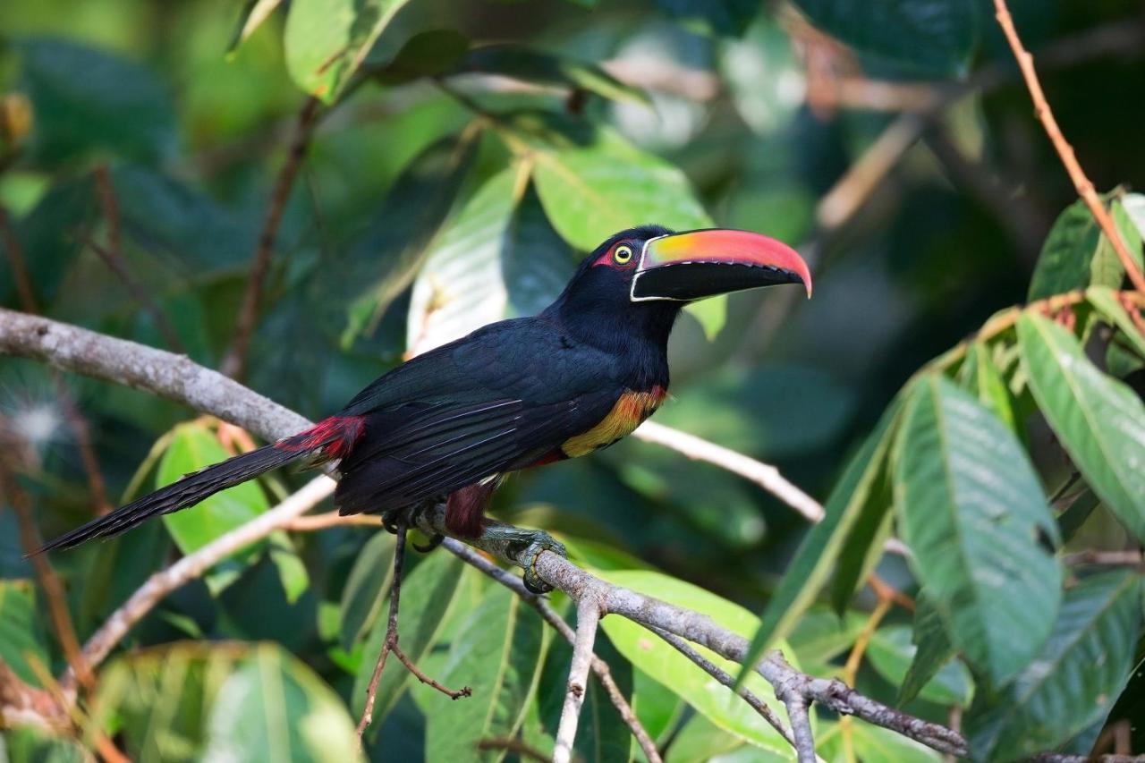 Finca Sueno De Osa Puerto Jiménez Eksteriør bilde
