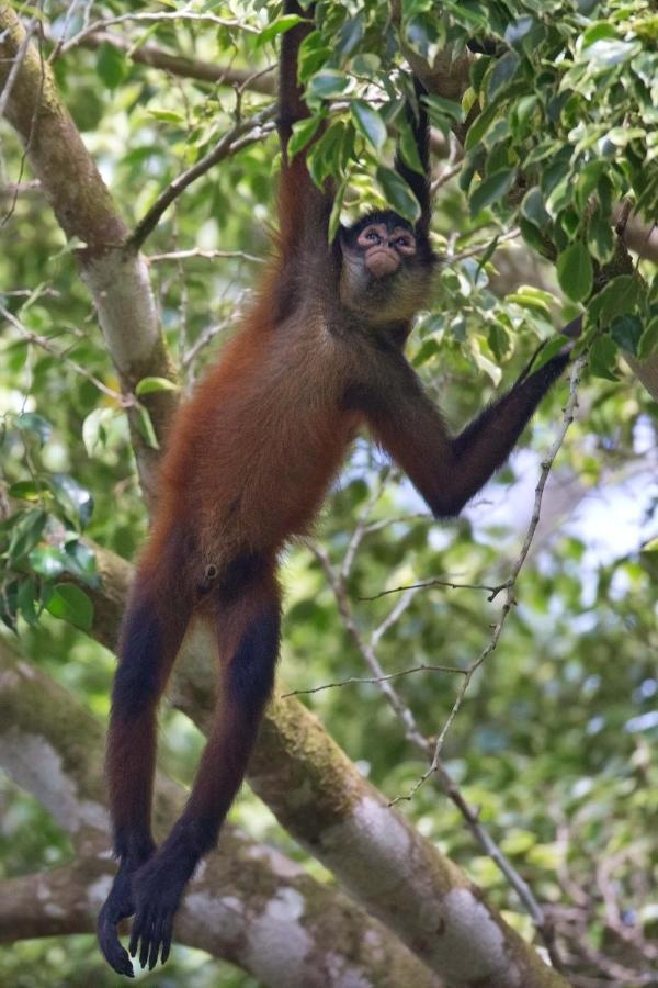 Finca Sueno De Osa Puerto Jiménez Eksteriør bilde
